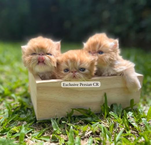 GATOS PERSAS EXTREMOS - Imagen 2