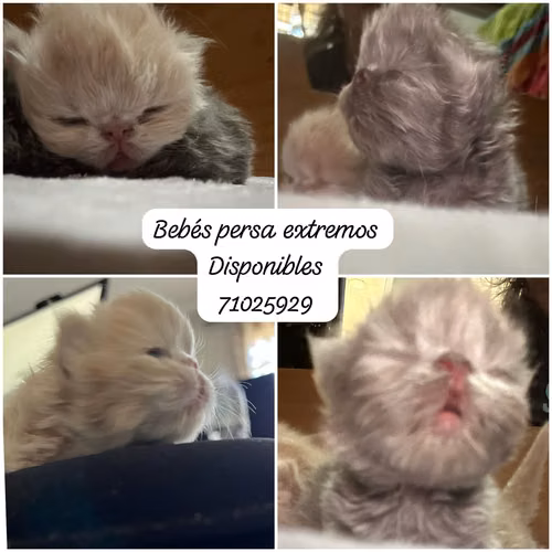 GATOS PERSAS EXTREMOS - Imagen 4