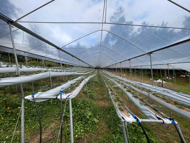 Venta de finca en Copey de Dota - Imagen 12