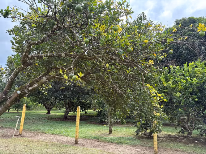 Lote en Venta en Orotina de Alto Potencial IP - Imagen 11
