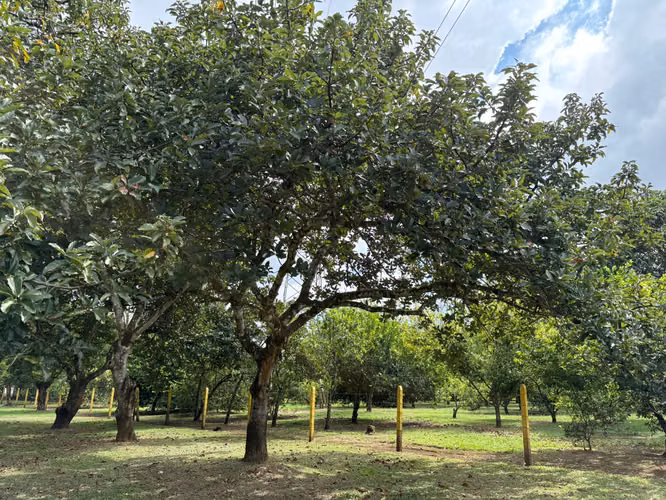 Lote en Venta en Orotina de Alto Potencial IP - Imagen 9