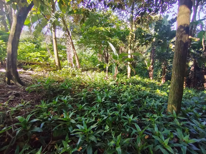 Terreno exclusivo para desarrollo residencial — San Joaquin, Heredia - Imagen 3