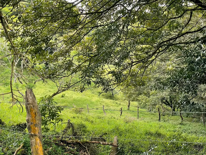 Venta Lote Monteverde - Imagen 7