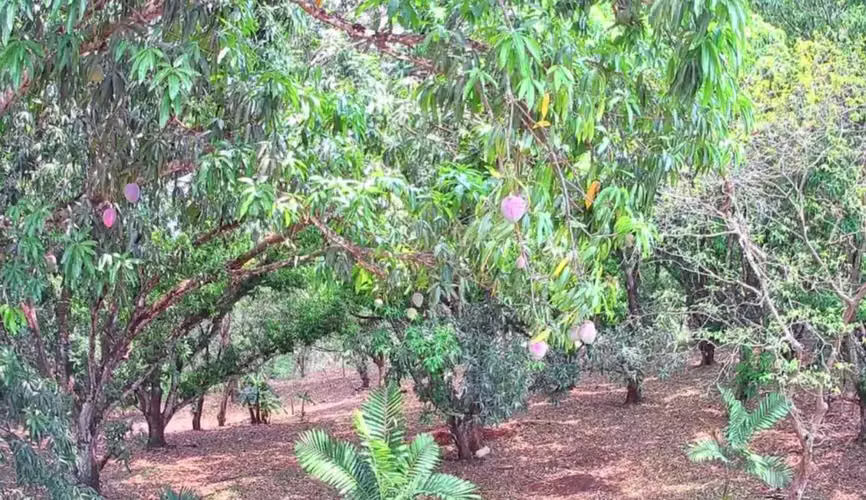 Venta lote en Orotina, Alajuela - Imagen 8