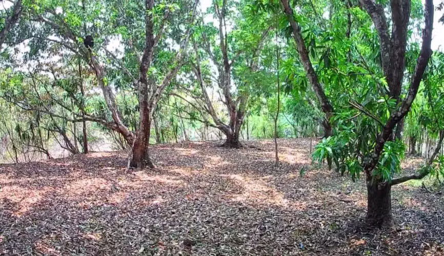 Venta lote en Orotina, Alajuela - Imagen 5