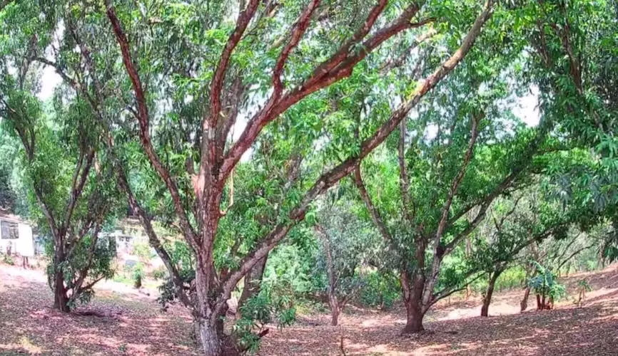 Venta lote en Orotina, Alajuela - Imagen 6