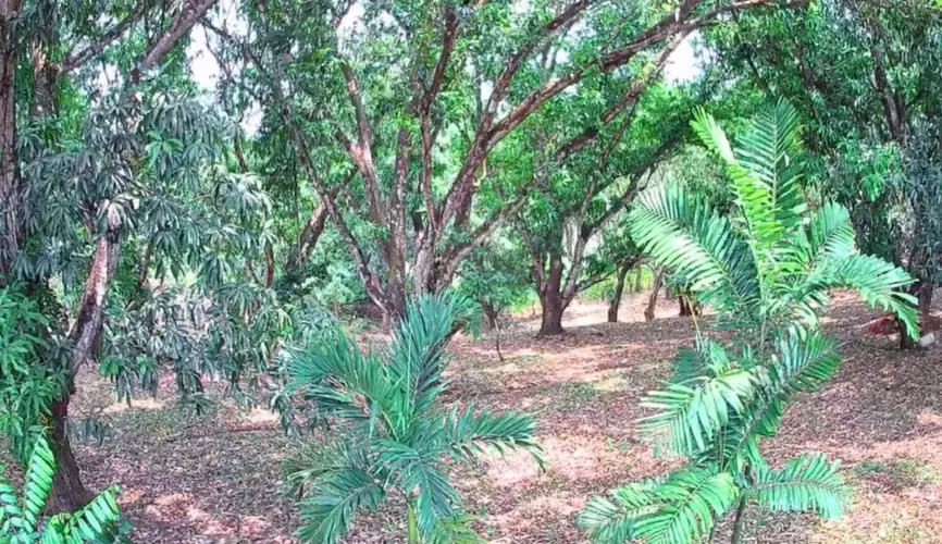 Venta lote en Orotina, Alajuela - Imagen 10