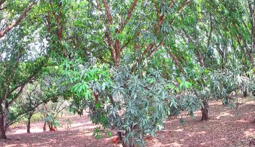 Venta lote en Orotina, Alajuela - Imagen 7