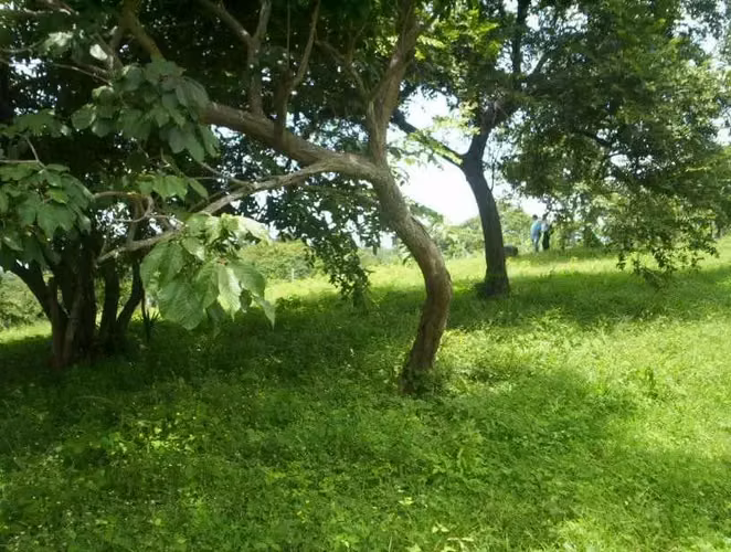 Terreno de 2,027 m² con Vista al Mar en Guacalillo - Imagen 14