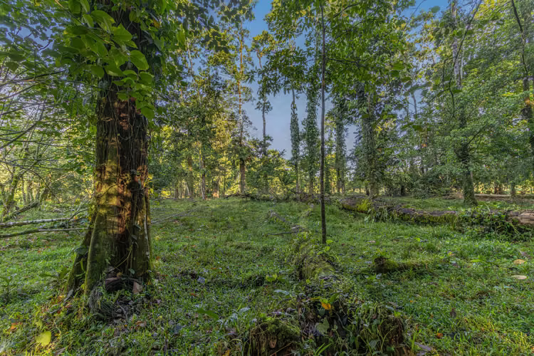 Venta de finca en la Colonia Guápiles - Imagen 6