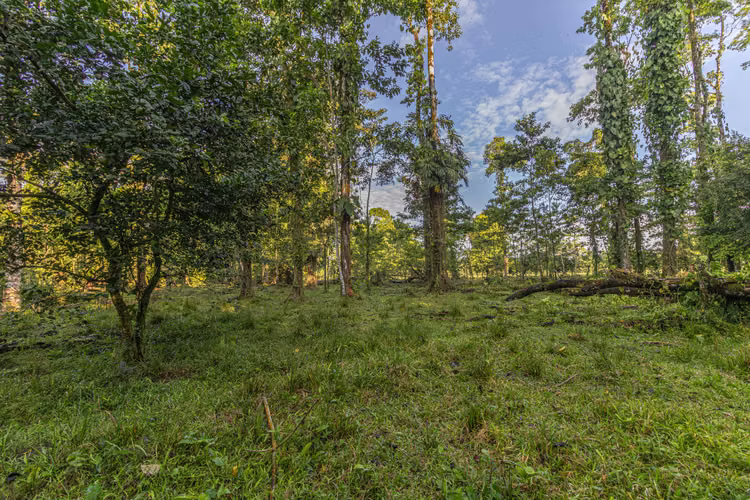 Venta de finca en la Colonia Guápiles - Imagen 5