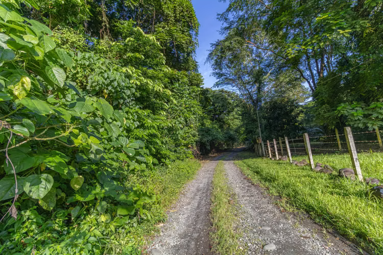 Venta de finca en la Colonia Guápiles - Imagen 12