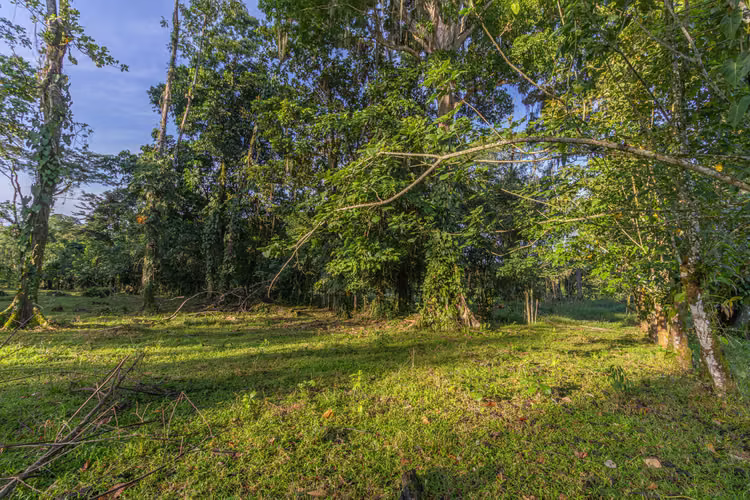 Venta de finca en la Colonia Guápiles - Imagen 3