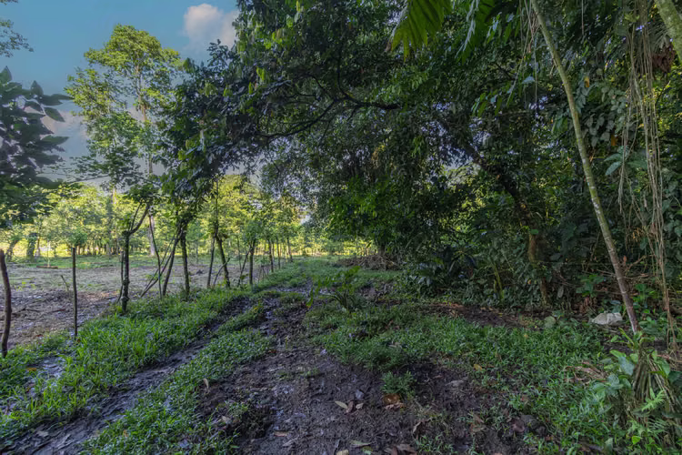 Venta de finca en la Colonia Guápiles - Imagen 9