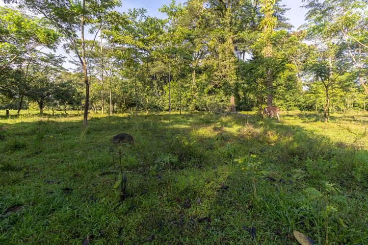 Venta de finca en la Colonia Guápiles - Imagen 7