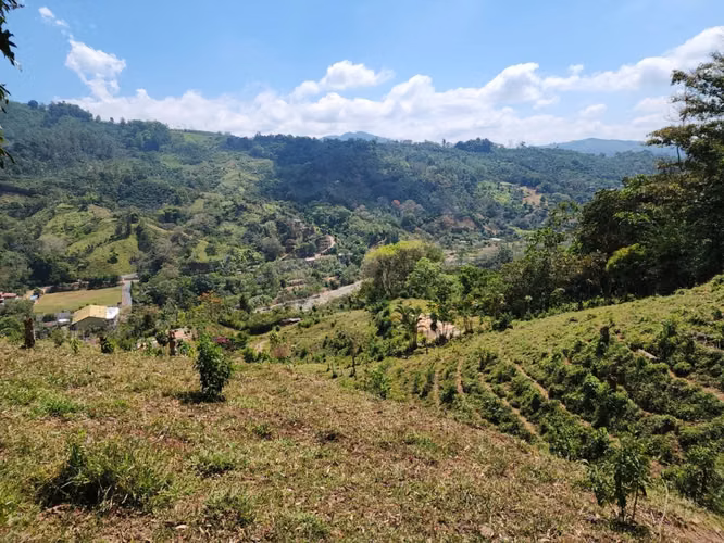 Finca Productiva en Pérez Zeledón Rivas  | Café, Madera y Naciente Propia | 3.5 Hectáreas - Imagen 10
