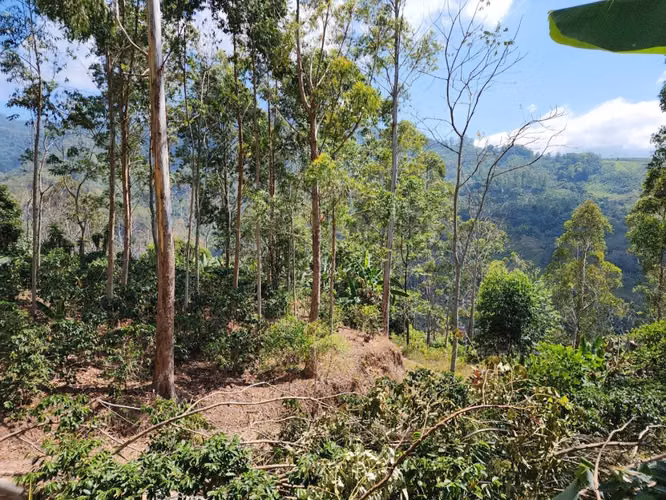Finca Productiva en Pérez Zeledón Rivas  | Café, Madera y Naciente Propia | 3.5 Hectáreas - Imagen 11