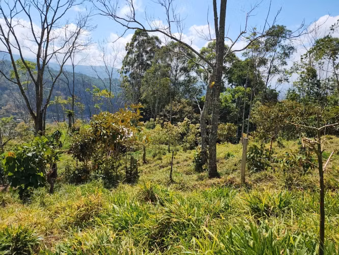 Finca Productiva en Pérez Zeledón Rivas  | Café, Madera y Naciente Propia | 3.5 Hectáreas - Imagen 13