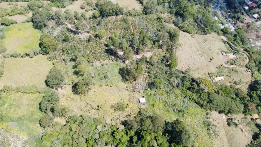 Finca Productiva en Pérez Zeledón Rivas  | Café, Madera y Naciente Propia | 3.5 Hectáreas - Imagen 3