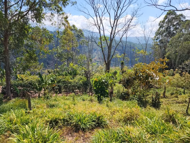 Finca Productiva en Pérez Zeledón Rivas  | Café, Madera y Naciente Propia | 3.5 Hectáreas - Imagen 20