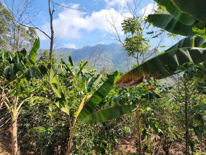 Finca Productiva en Pérez Zeledón Rivas  | Café, Madera y Naciente Propia | 3.5 Hectáreas - Imagen 15