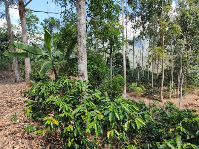 Finca Productiva en Pérez Zeledón Rivas  | Café, Madera y Naciente Propia | 3.5 Hectáreas - Imagen 9