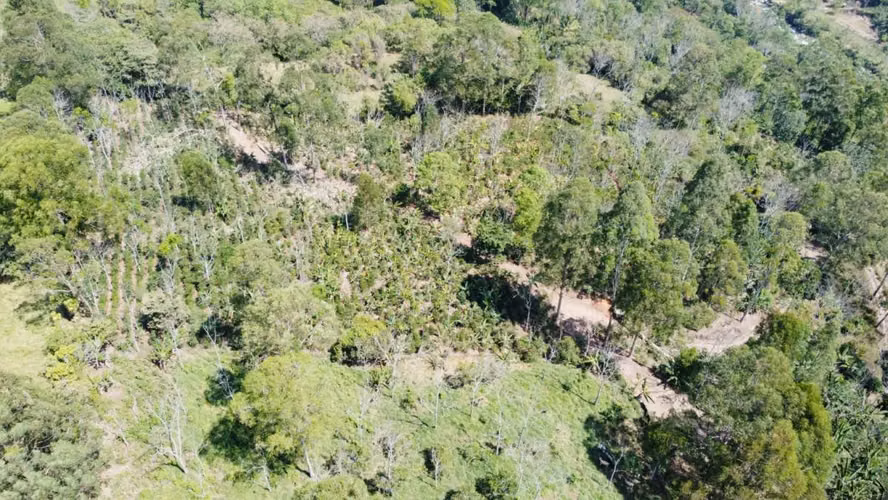 Finca Productiva en Pérez Zeledón Rivas  | Café, Madera y Naciente Propia | 3.5 Hectáreas - Imagen 5