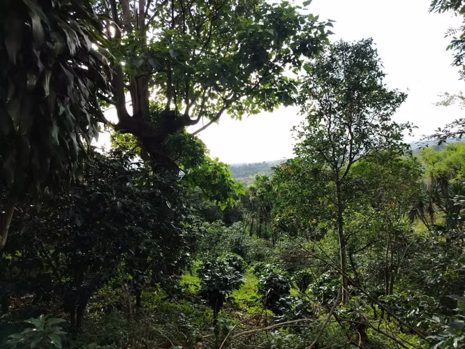 TERRENO  CON VISTA A LA MONTAÑA,  SARCHI, ALAJUELA
