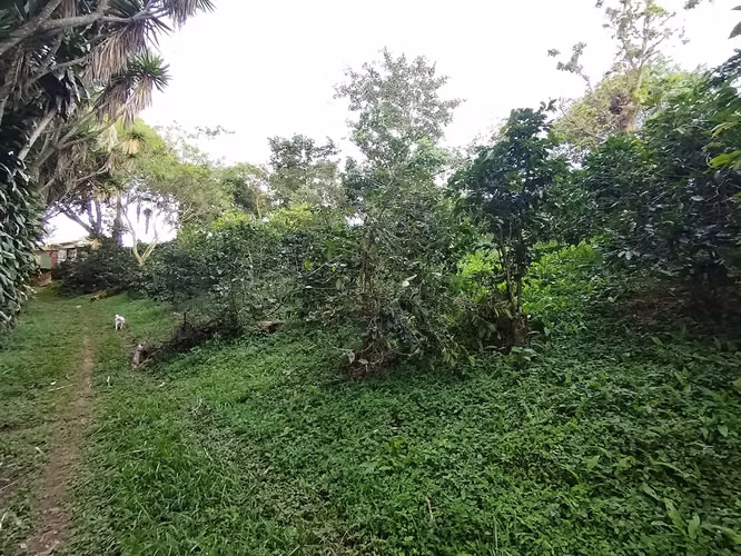 TERRENO  CON VISTA A LA MONTAÑA,  SARCHI, ALAJUELA