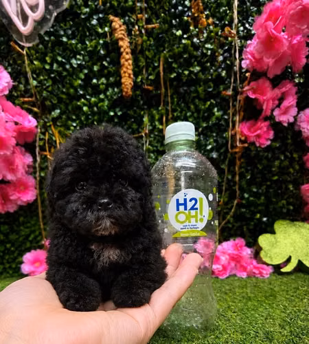 French poodle tacita