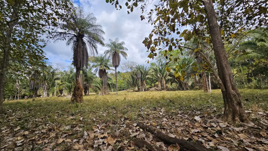 Finca en Buenos Aires Puntarenas a 25 minutos de Potrero Grande