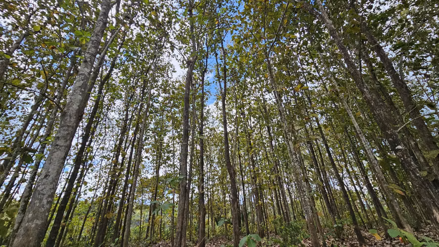 Finca en Buenos Aires Puntarenas a 25 minutos de Potrero Grande