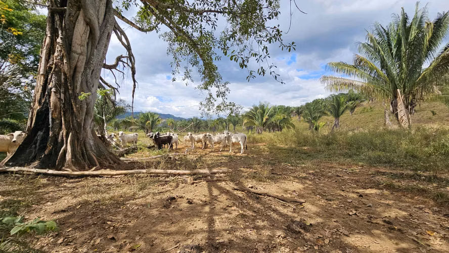Finca en Buenos Aires Puntarenas a 25 minutos de Potrero Grande
