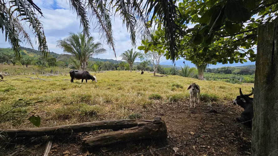 Finca en Buenos Aires Puntarenas a 25 minutos de Potrero Grande