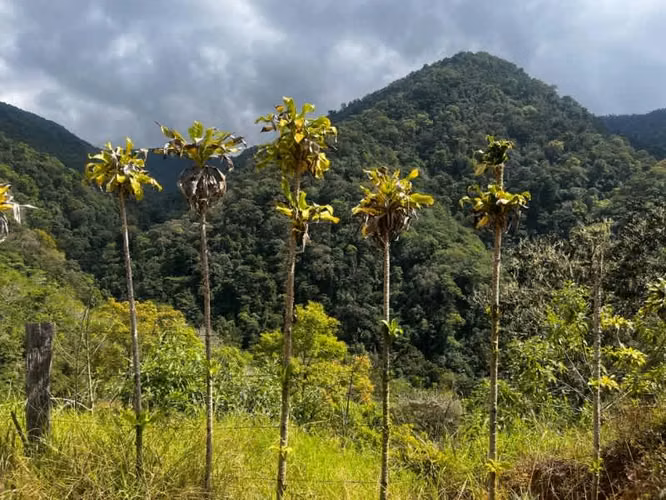 Venta de terreno en Providencia de Dota, San José, Costa Rica - Imagen 4