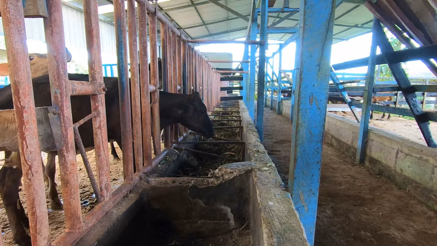 Venta de Finca Ganadera (Lechera) en Guácimo de Limón-1