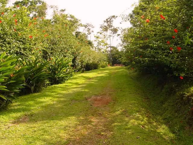 SU PARAÍSO TROPICAL: PRECIOSAS QUINTAS FRENTE AL LAGO CUTRIS - Imagen 5