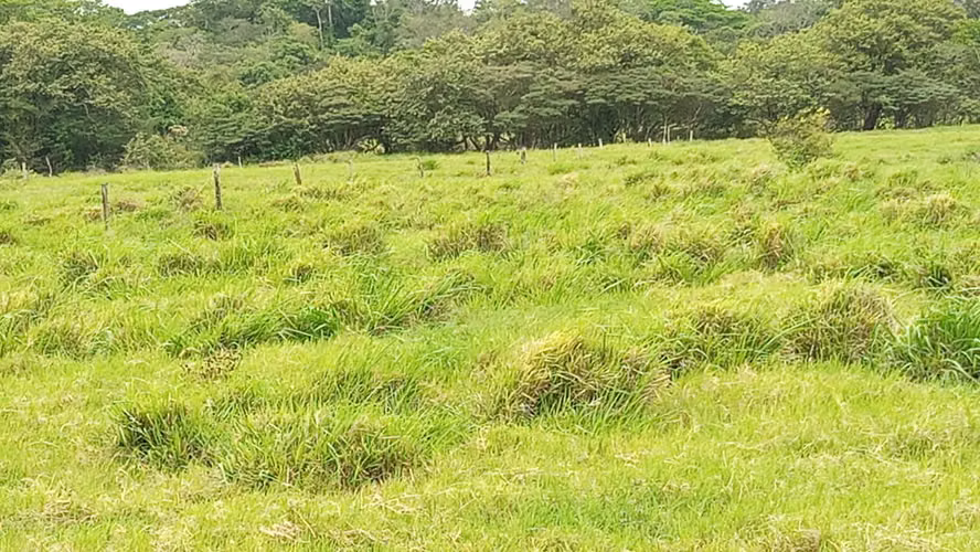 Finca lechera en producción Guayabo Bagaces, Guanacaste - Imagen 12