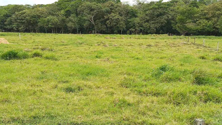 Finca lechera en producción Guayabo Bagaces, Guanacaste - Imagen 10