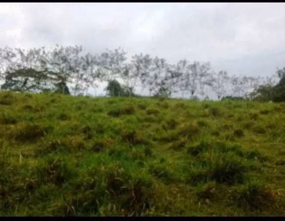 Finca en Santa Rosa de Pocosol de San Carlos, Alajuela - Imagen 2