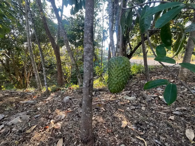 Terreno en venta en Condominio Orotina - Imagen 8