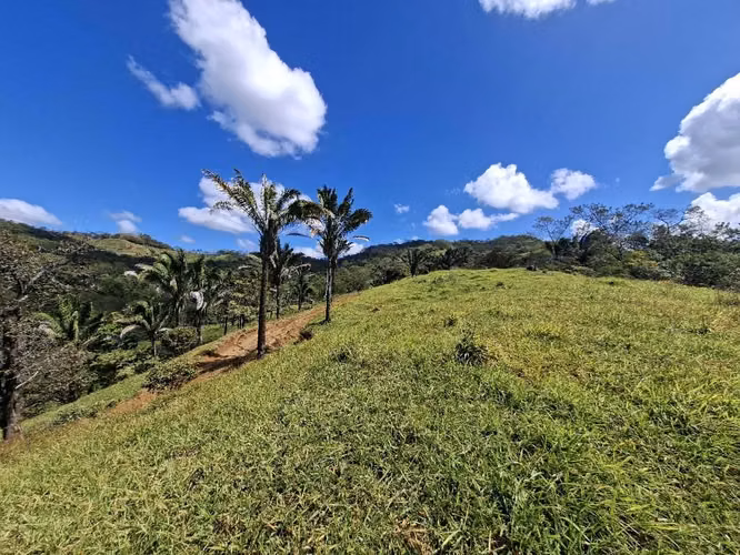 FINCA LAS FLORES NOSARA.199 HECT. TOPOGRAFÍA REGULAR. VISTAS AL OCÉANO