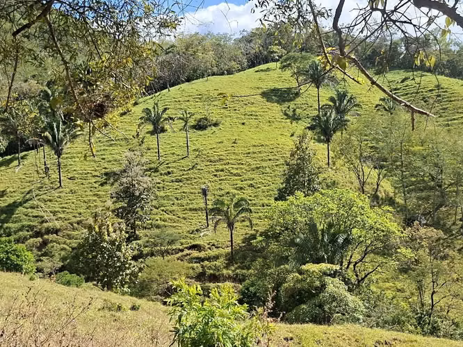 FINCA LAS FLORES NOSARA.199 HECT. TOPOGRAFÍA REGULAR. VISTAS AL OCÉANO