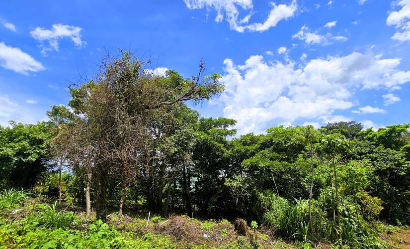 OPORTUNIDAD! Venta de Finca DE 4242 m2 con Acceso Privado (no condominio) en Grecia, Alajuela. - Imagen 4