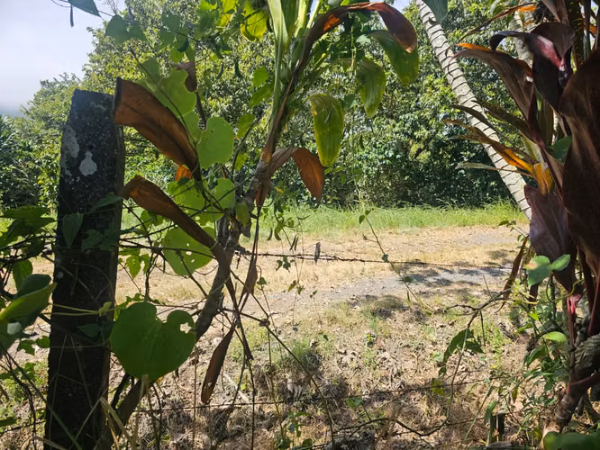 LOTE EN PALMITOS DE NARANJO- ALAJUELA. POTENCIAL DE INVERSION.