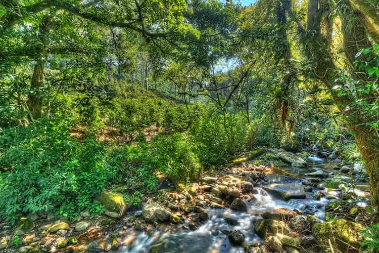 Pura Vida Gardens: Quinta de Lujo en Finca de Café – 4.5 Hectáreas y Vistas de 180° - Imagen 7