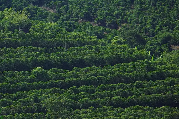 Pura Vida Gardens: Quinta de Lujo en Finca de Café – 4.5 Hectáreas y Vistas de 180° - Imagen 6
