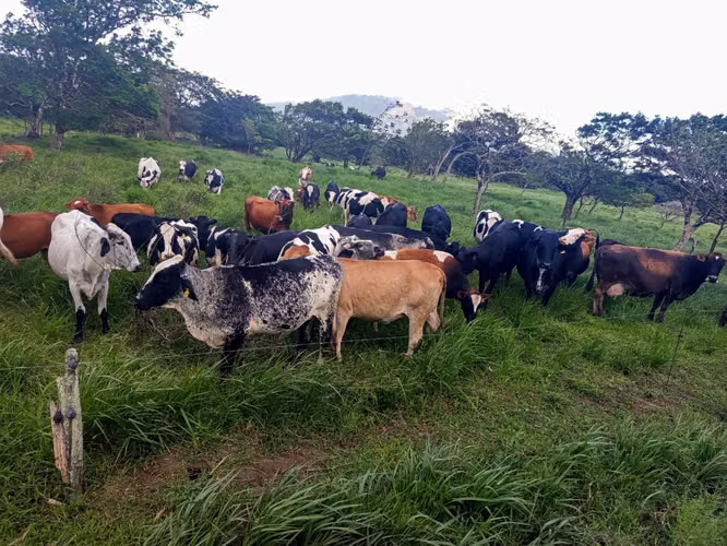 Finca Ganadera y Lechera en Venta en Bagaces | 95–100 Ha | En Producción  - Imagen 12