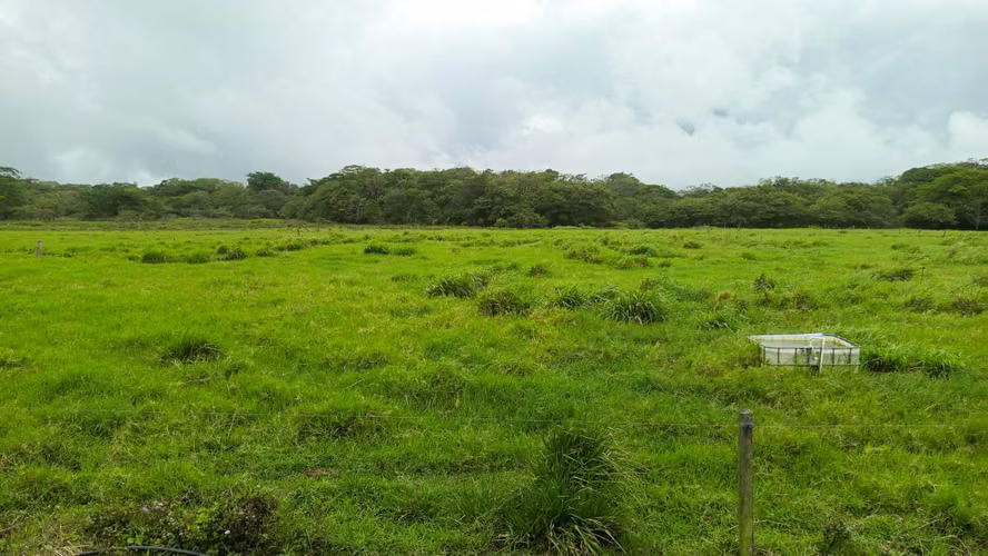 Finca Ganadera y Lechera en Venta en Bagaces | 95–100 Ha | En Producción 