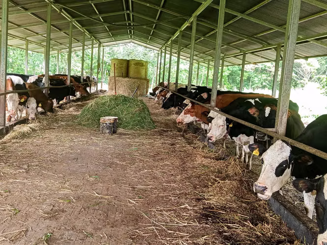 Finca Ganadera y Lechera en Venta en Bagaces | 95–100 Ha | En Producción  - Imagen 10